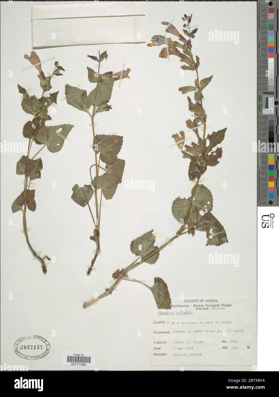 Meehania urticifolia. 14 Sep 20181 Stock Photo