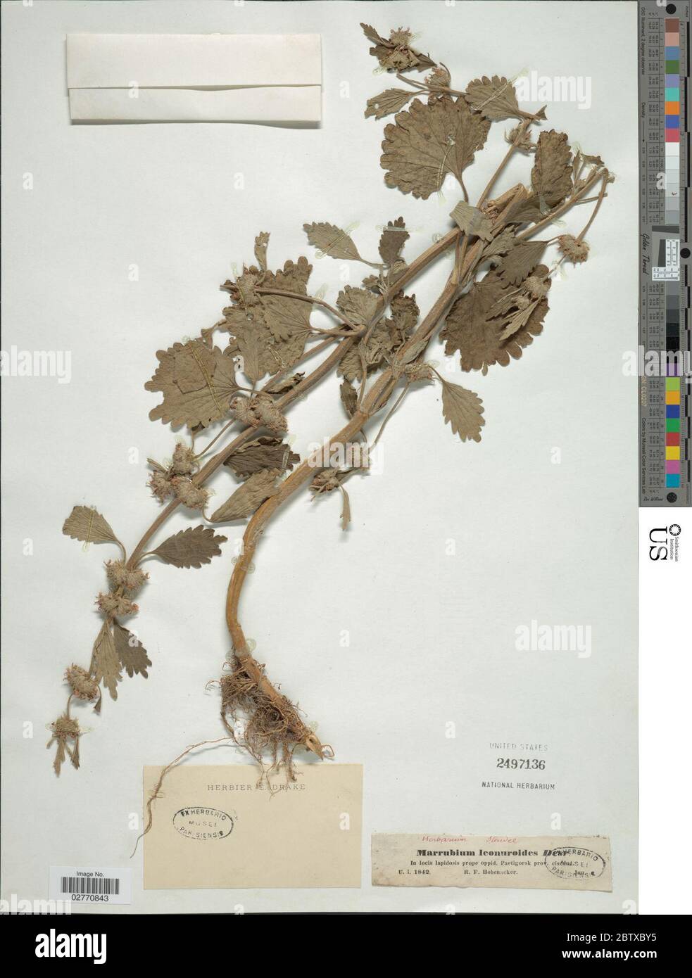 Marrubium leonuroides Desr. 14 Sep 20181 Stock Photo