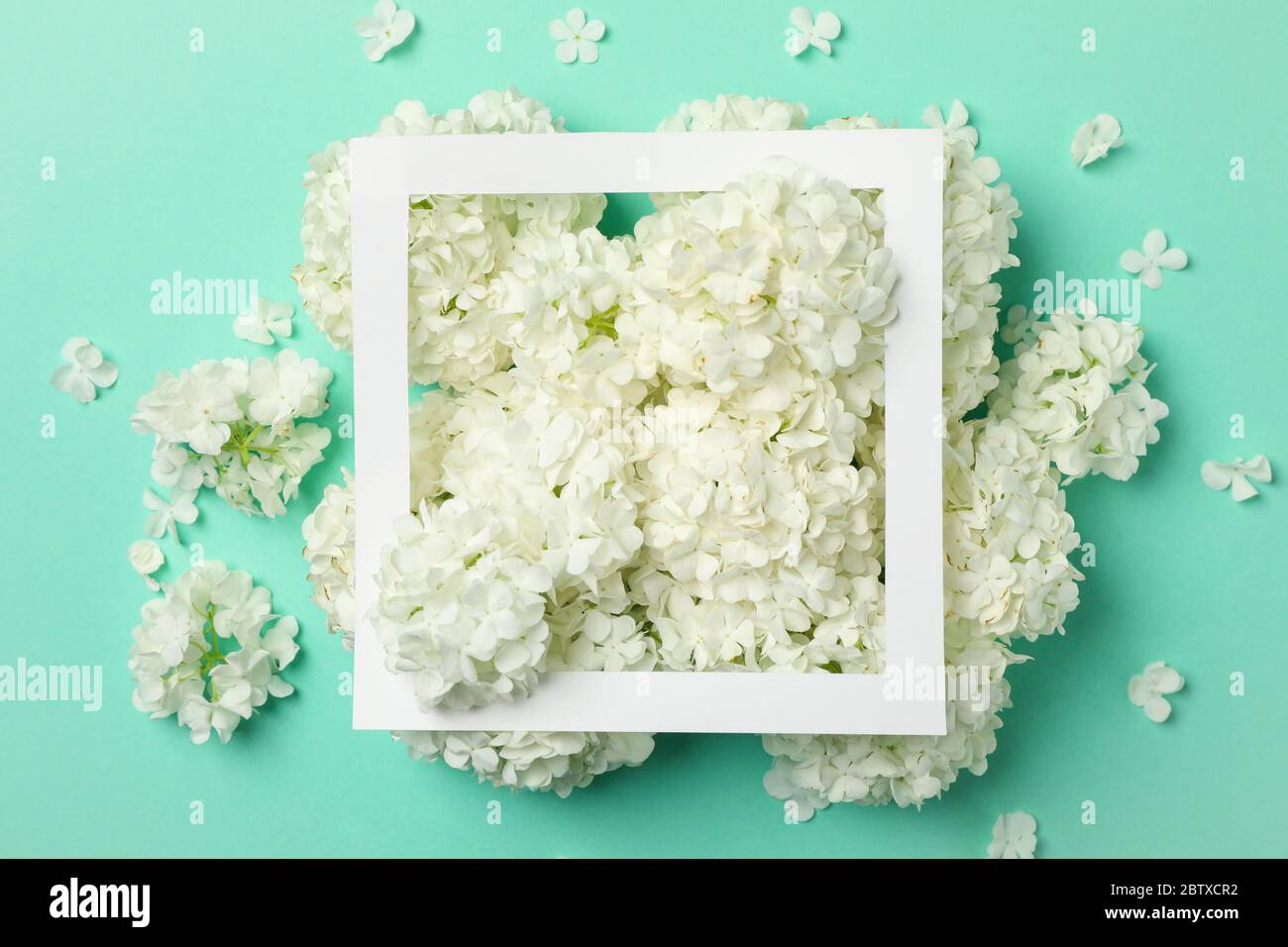 Frame and beautiful hydrangea flowers on mint background Stock Photo