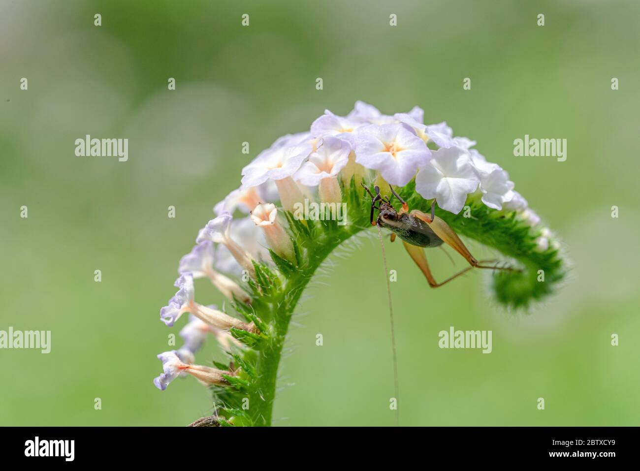 Heliotropium indicum flower and insect,close up Stock Photo
