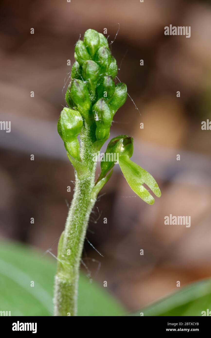 Common Twayblade Orchid - Neottia ovata  New flower spike with one flower open Stock Photo