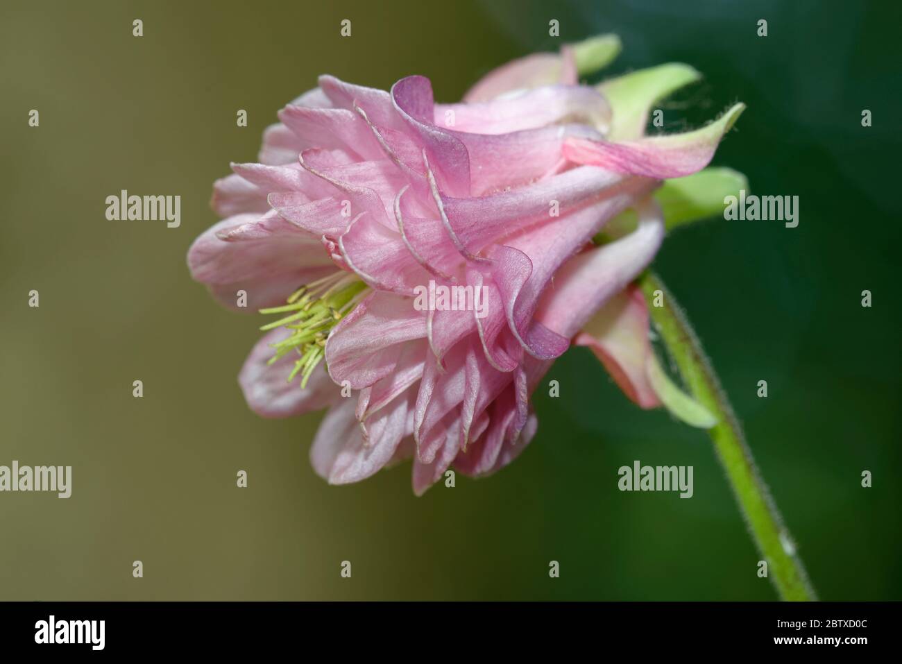 Common Columbine - Aquilegia vulgaris  Cultivar Winky Double Rose-pink naturalised in woodland Stock Photo