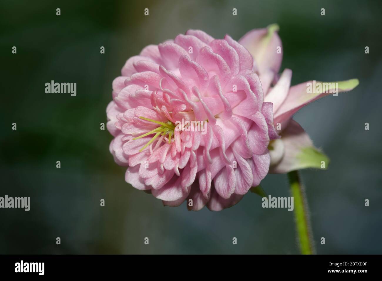 Common Columbine - Aquilegia vulgaris  Cultivar Winky Double Rose-pink naturalised in woodland Stock Photo