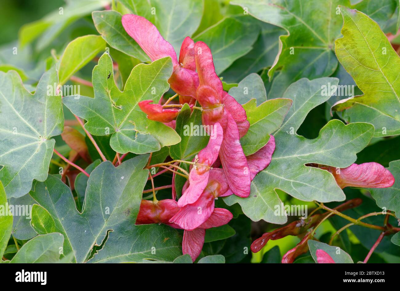 Field Maple - Acer campestre Leaves & red winged seeds Stock Photo - Alamy