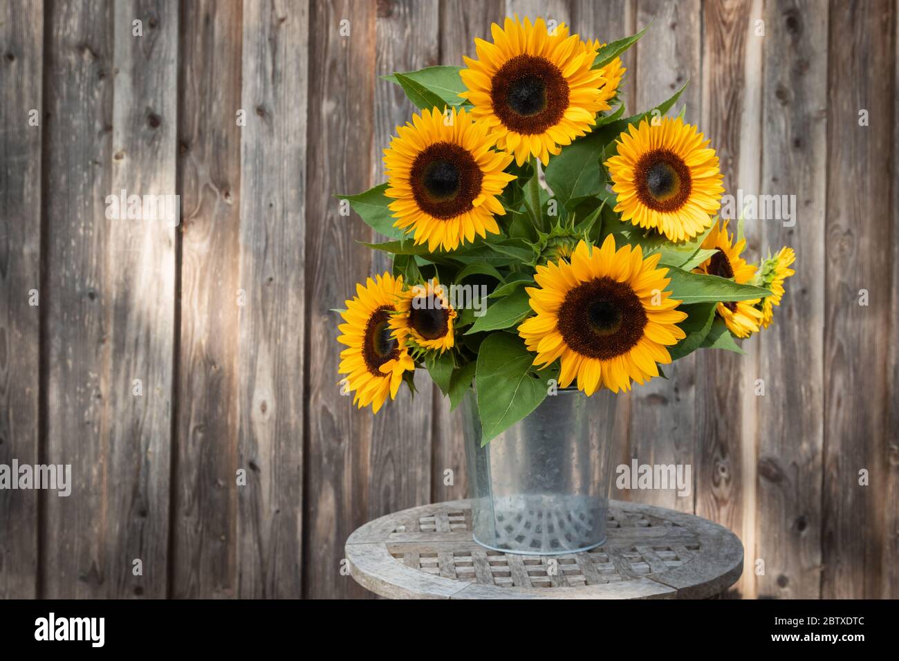 Beautiful sunflower bunch in front of a wooden wall with lots of space for text (copy-space). Germany Stock Photo