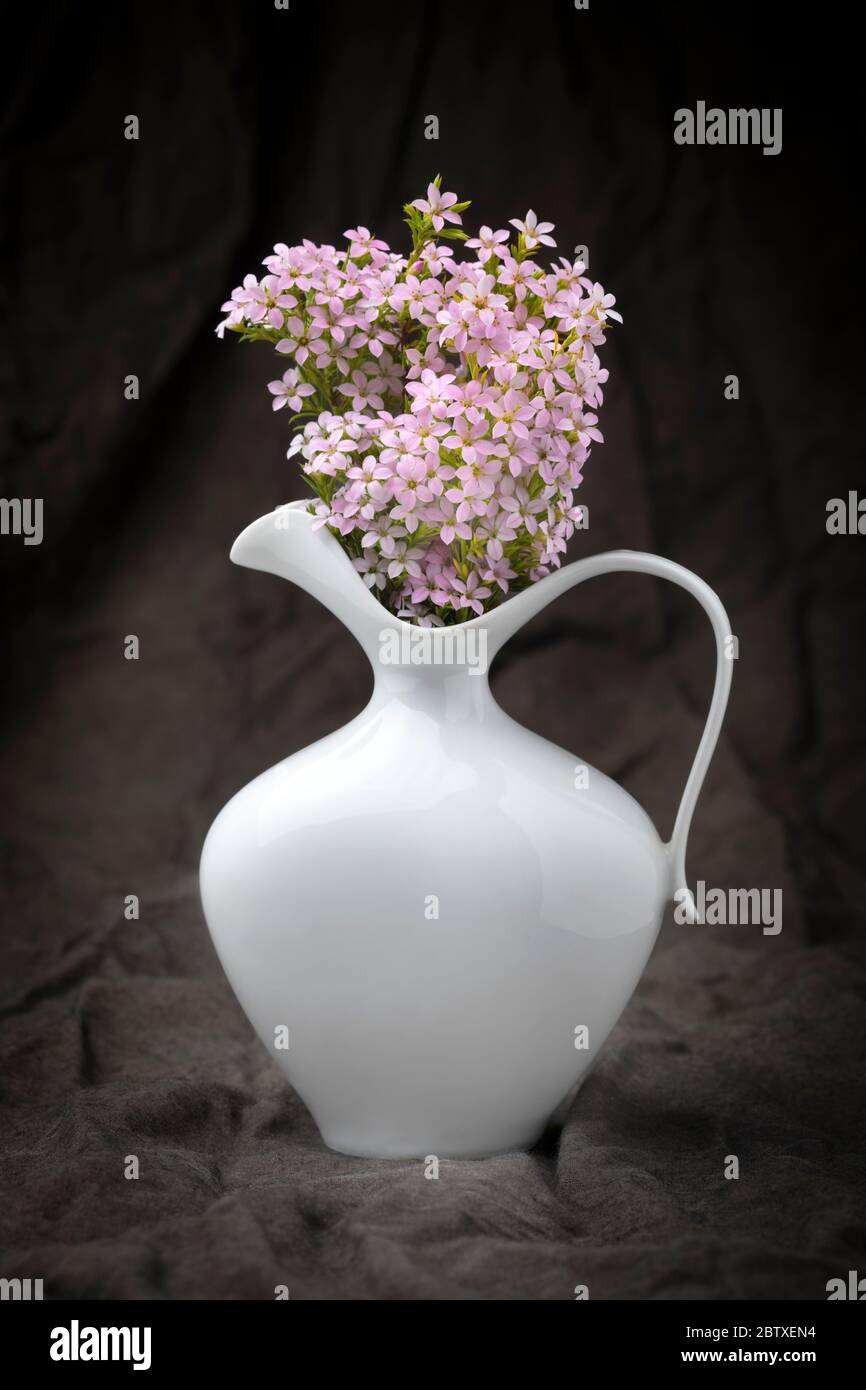 Tiny pink white flowers hi-res stock photography and images - Alamy