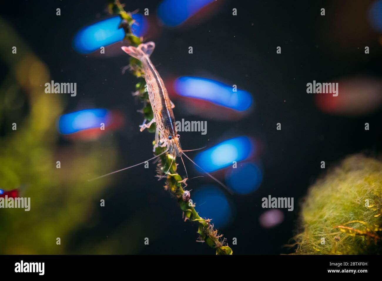 Amano Shrimp Or Japanese Shrimp Swimming In Water. Stock Photo