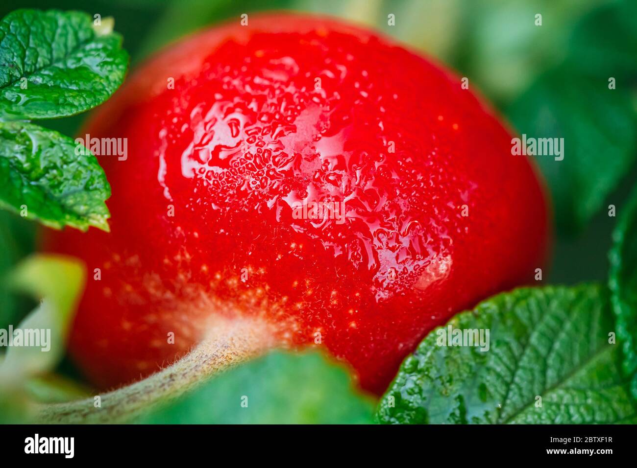 Close Up Red Rose Hip Or Rosehip. Rose Hips Contain Large Amounts Of Vitamins, Especially