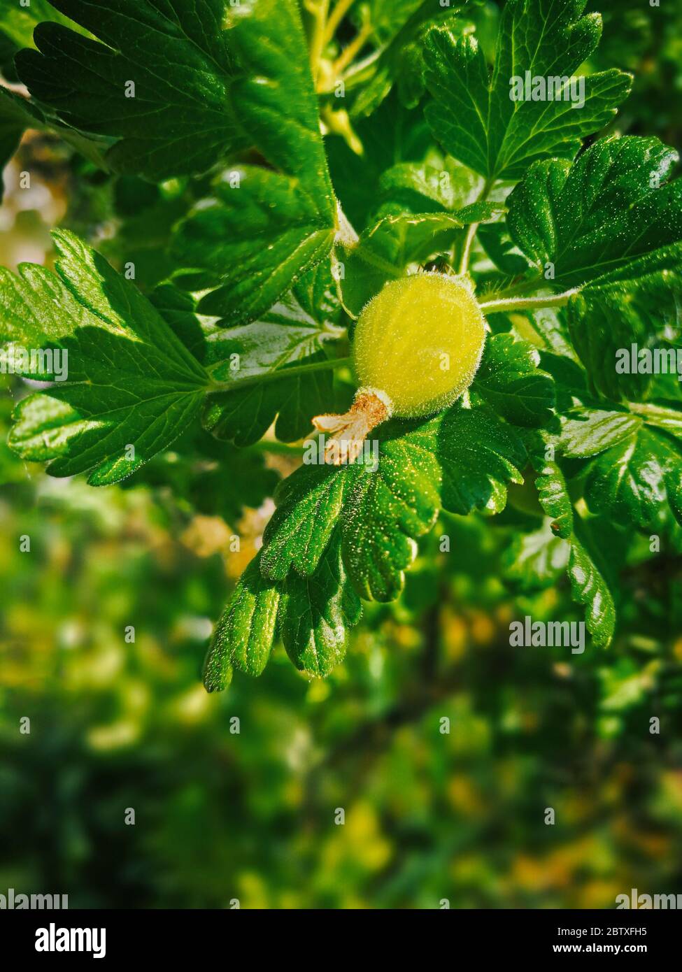Branch with an immature, green gooseberry (Ribes uva-crispa) Stock Photo