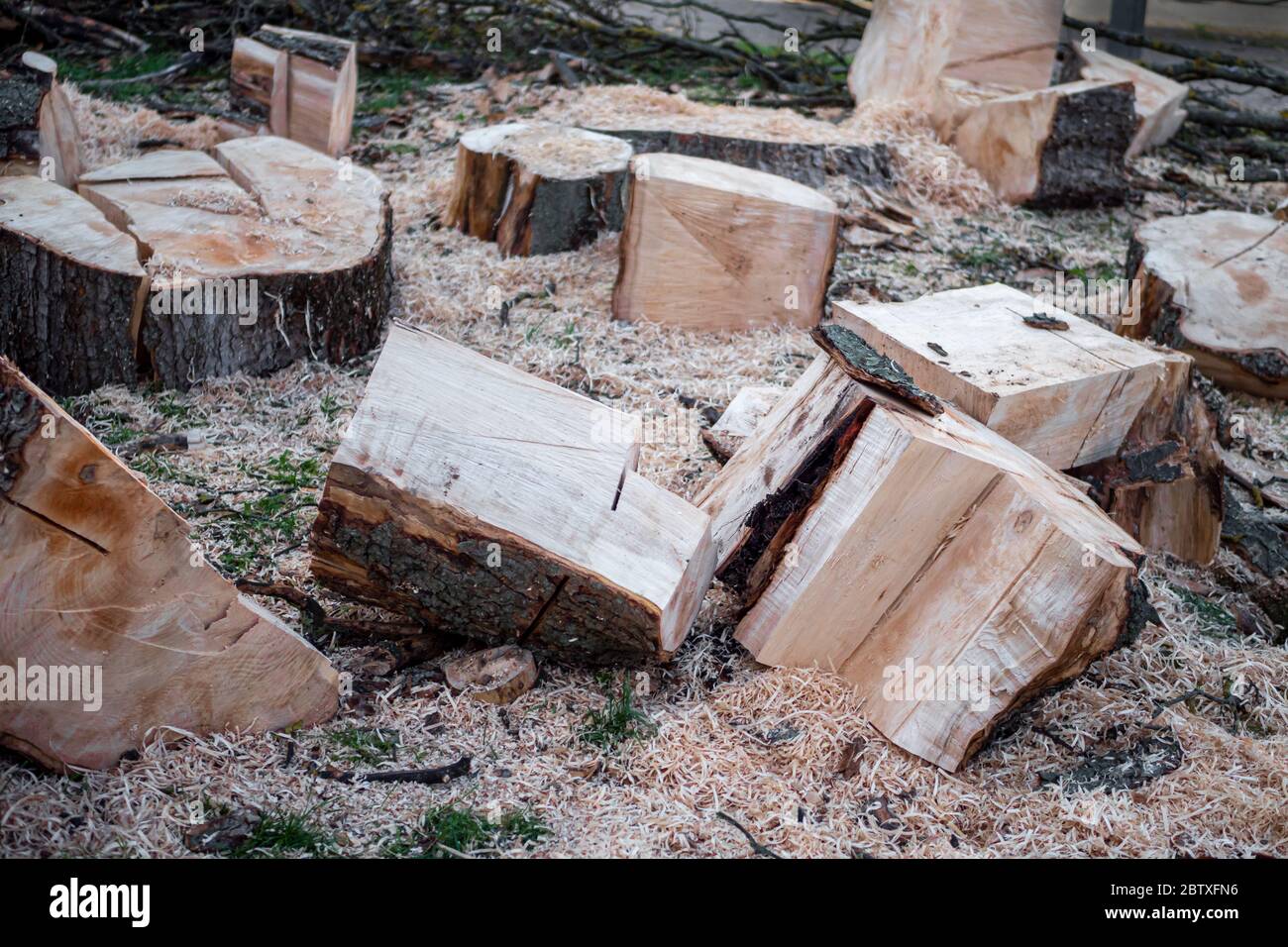 Parts of a sawn tree trunk, unsorted with a lot of sawdust. Stock Photo