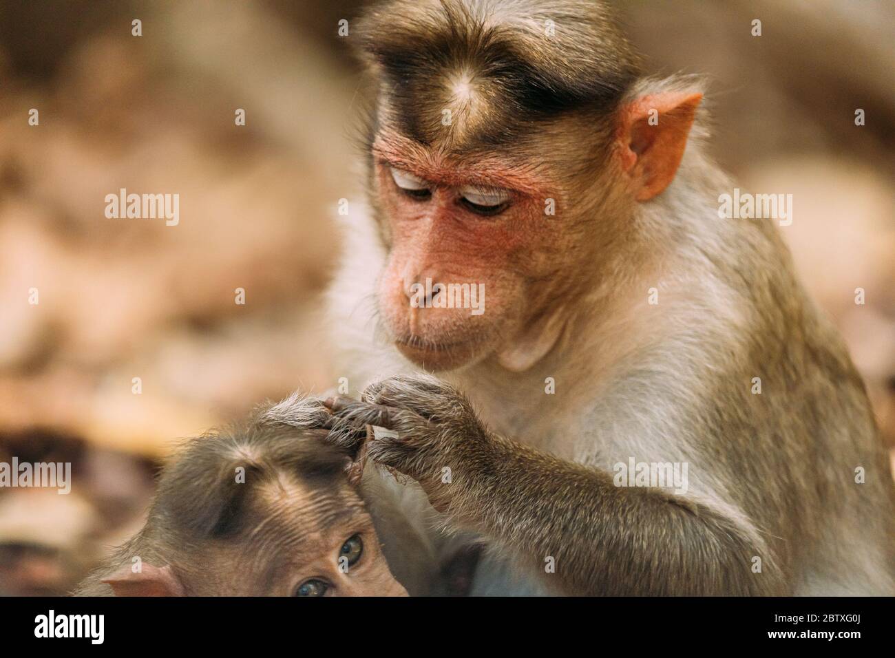Goa, India. Bonnet Macaque - Macaca Radiata Or Zati Is Looking For Fleas On Its Cub. Close Up. Stock Photo