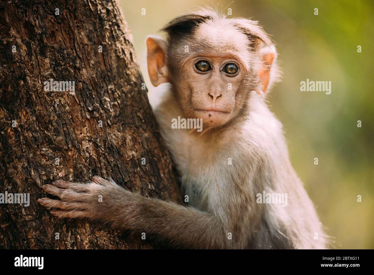 Goa, India. Young Bonnet Macaque - Macaca Radiata Or Zati Sitting On Tree. Close Up Portrait Of Cub. Stock Photo
