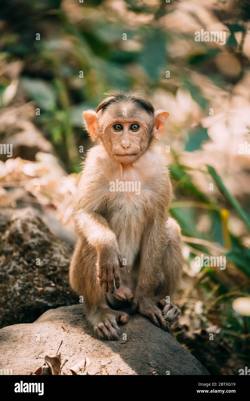 Goa, India. Young Bonnet Macaque - Macaca Radiata Or Zati Sitting On Stone. Portrait Of Cub. Stock Photo