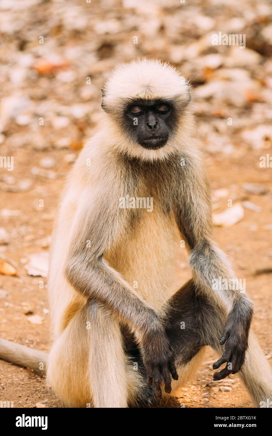 Goa, India. Gray Langur Monkey Sitting On Ground. Monkey With Closed Eyes Relax Sitting. Stock Photo