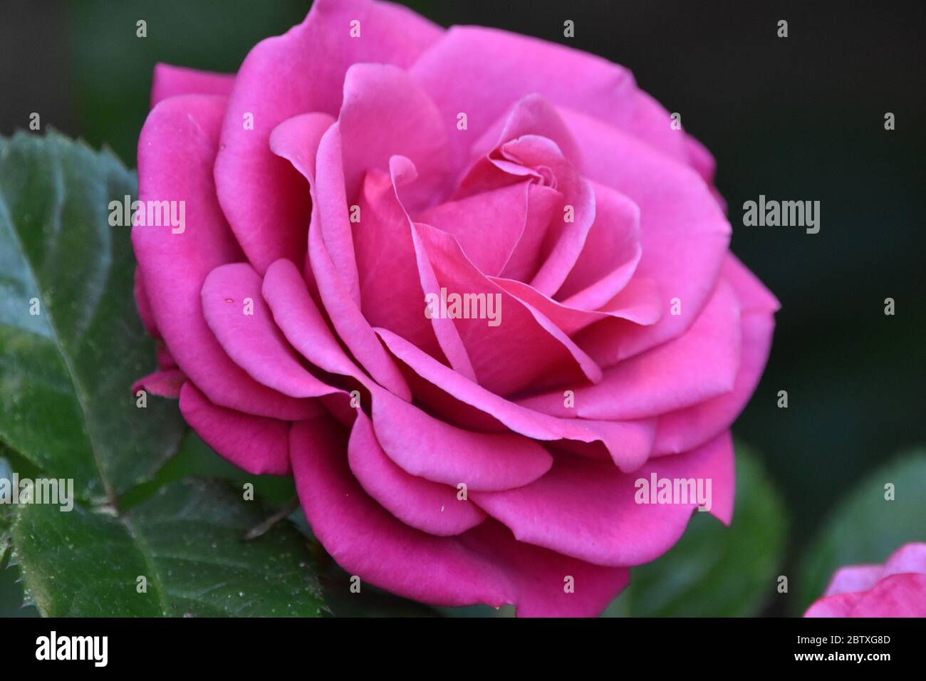 Dark pink rose hi-res stock photography and images - Alamy