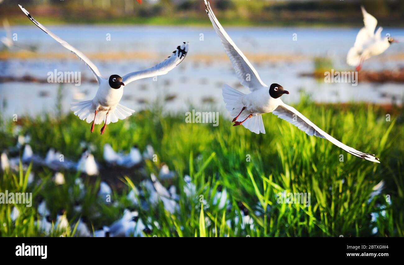 Shenmu, China's Shaanxi Province. 28th May, 2020. Relict gulls (larus relictus) are seen at the Hongjiannao Lake in Shenmu, northwest China's Shaanxi Province, May 28, 2020. The Hongjiannao Lake, a desert freshwater lake in Shenmu, attracts lots of relict gulls to inhabit and multiply here from April to August each year. Credit: Tao Ming/Xinhua/Alamy Live News Stock Photo