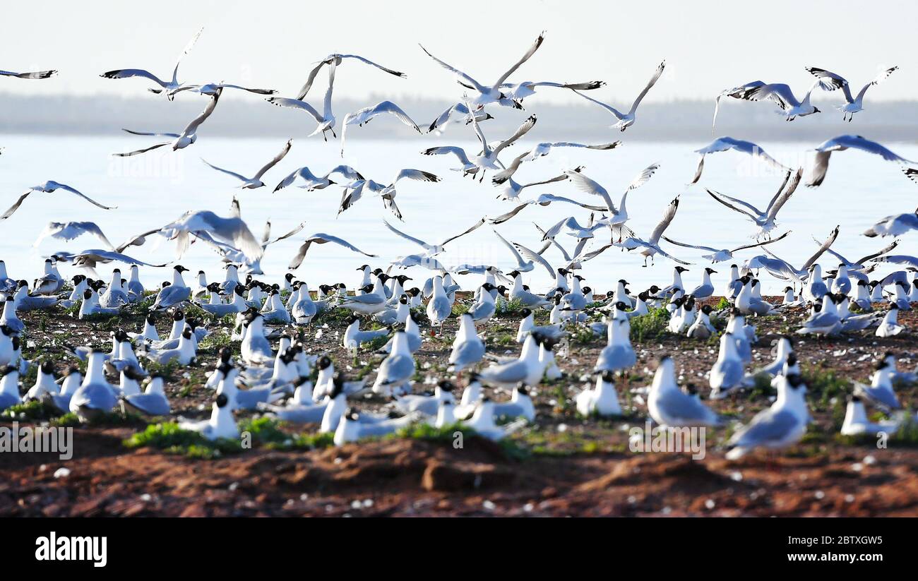Shenmu, China's Shaanxi Province. 28th May, 2020. Relict gulls (larus relictus) are seen at the Hongjiannao Lake in Shenmu, northwest China's Shaanxi Province, May 28, 2020. The Hongjiannao Lake, a desert freshwater lake in Shenmu, attracts lots of relict gulls to inhabit and multiply here from April to August each year. Credit: Liu Xiao/Xinhua/Alamy Live News Stock Photo