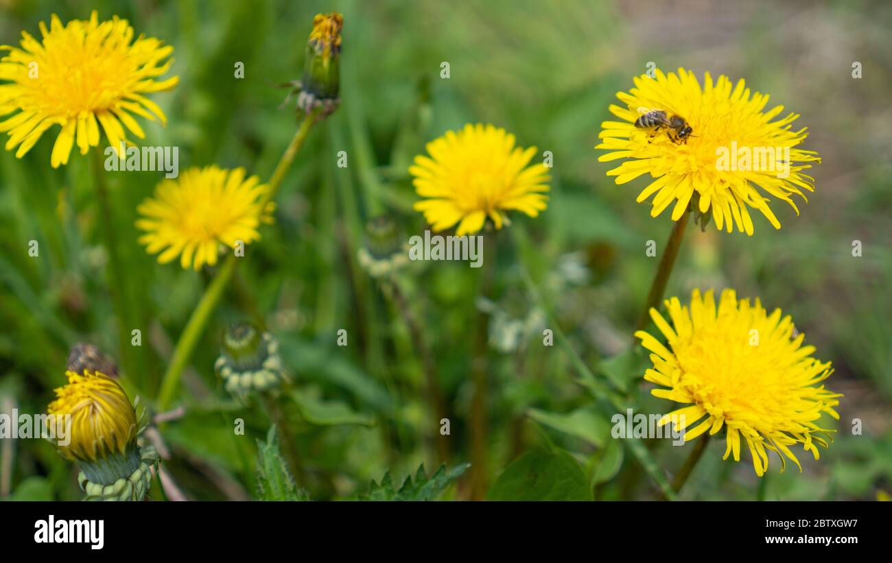 Bee collects nectar on a yellow dandelions. Taraxacum officinale, flower on spring meadow. Open and closed dandelions Stock Photo
