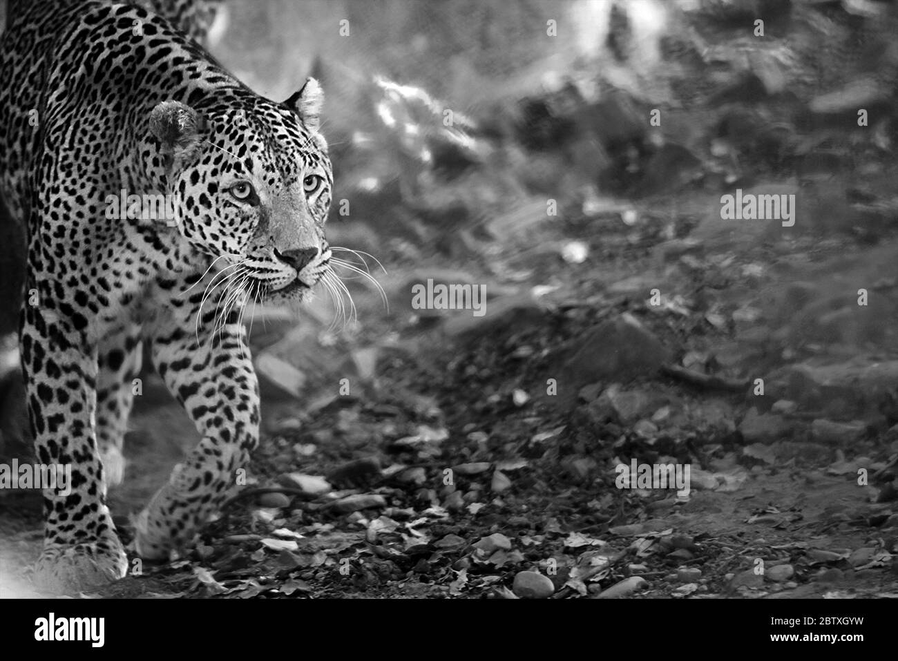 Taking cat walk hi-res stock photography and images - Alamy