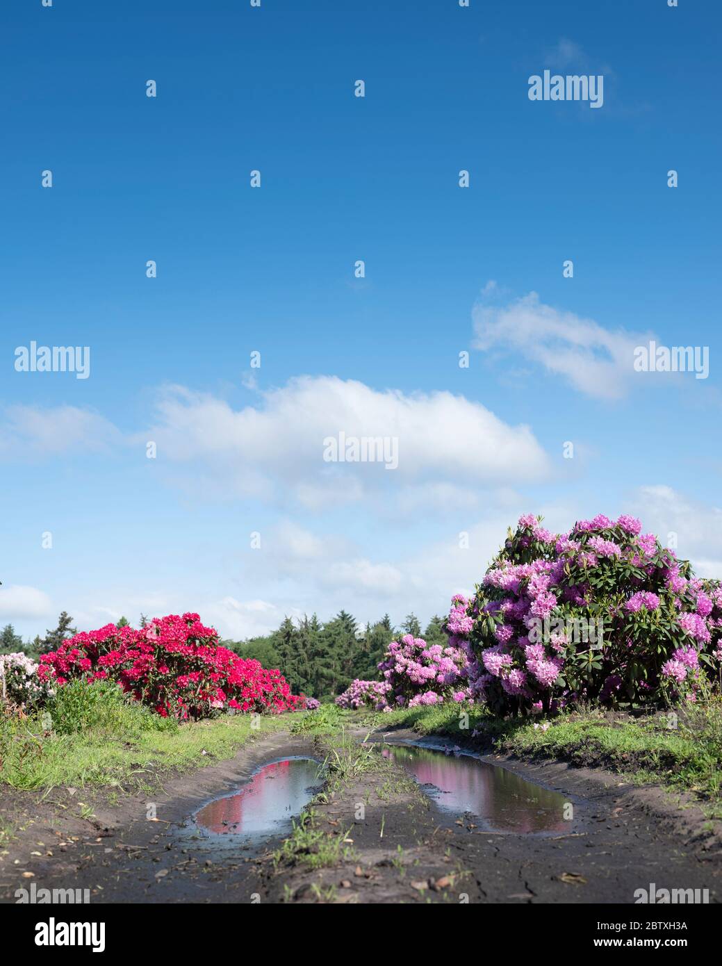 Rhododendron nursery hi-res stock photography and images - Alamy