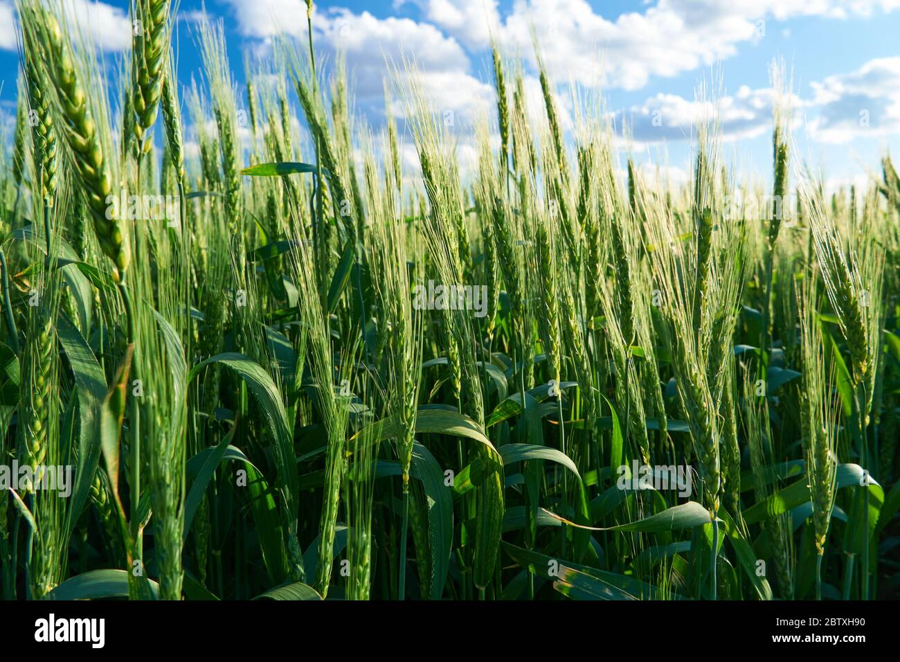 green wheat field on blue sky background Stock Photo - Alamy