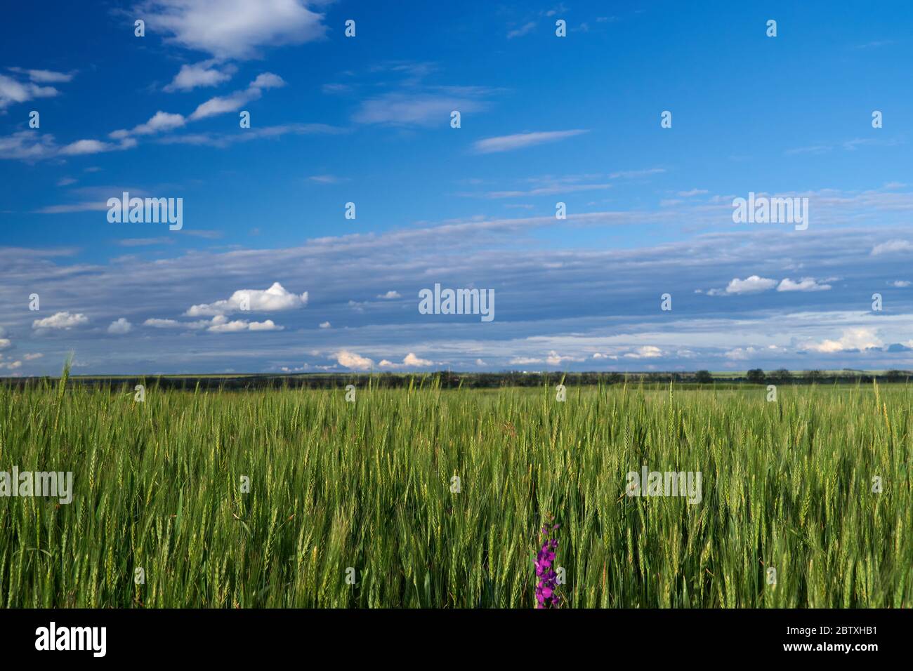 green wheat field on blue sky background Stock Photo - Alamy