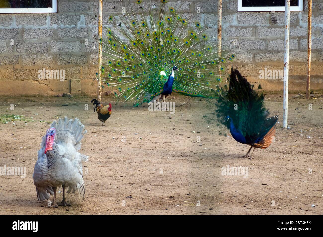 view of farm birds chicken, peacock and turkey in aviary outdoors. Raising birds in a cage