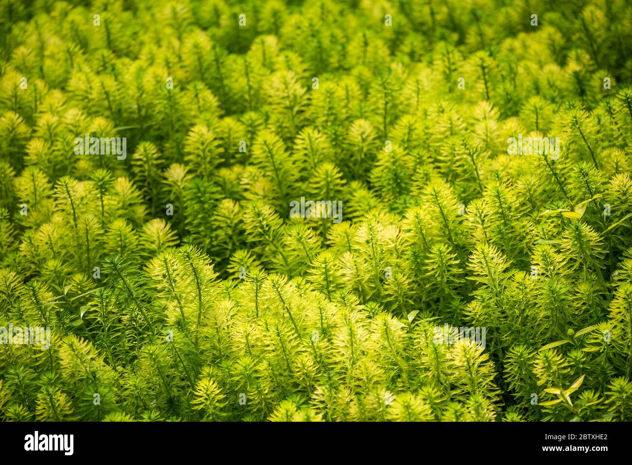 Eucalyptus and Parrot's feather - Myriophyllum aquaticum - green leaves close-up view in a pond in Chengdu, Sichuan province, China Stock Photo