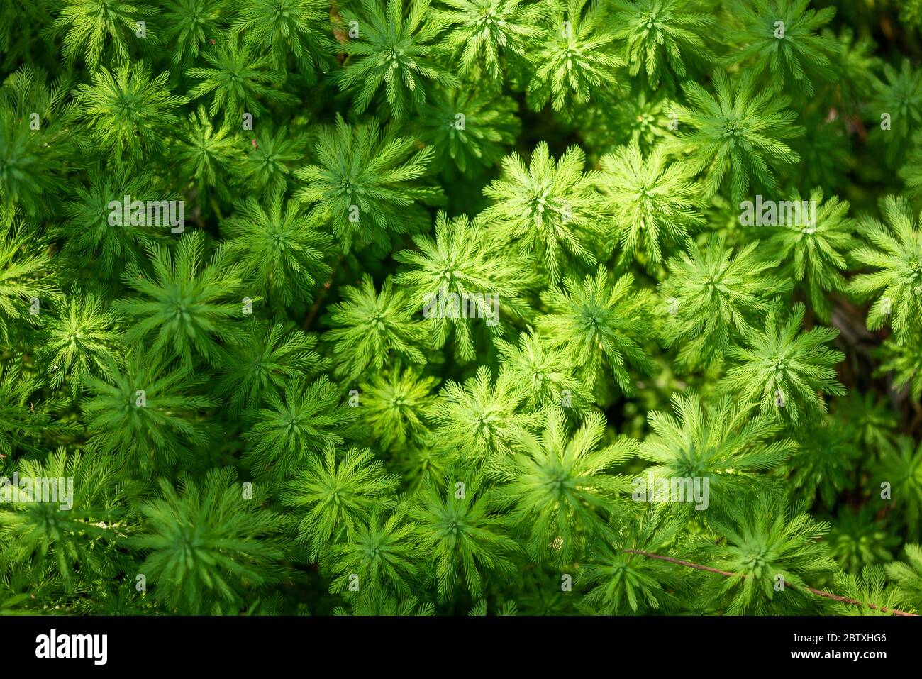 Eucalyptus and Parrot's feather - Myriophyllum aquaticum - green leaves close-up view in a pond in Chengdu, Sichuan province, China Stock Photo