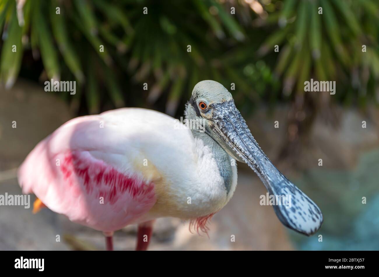 Close up of a colourful, tropical, Roseate Spoonbill Stock Photo