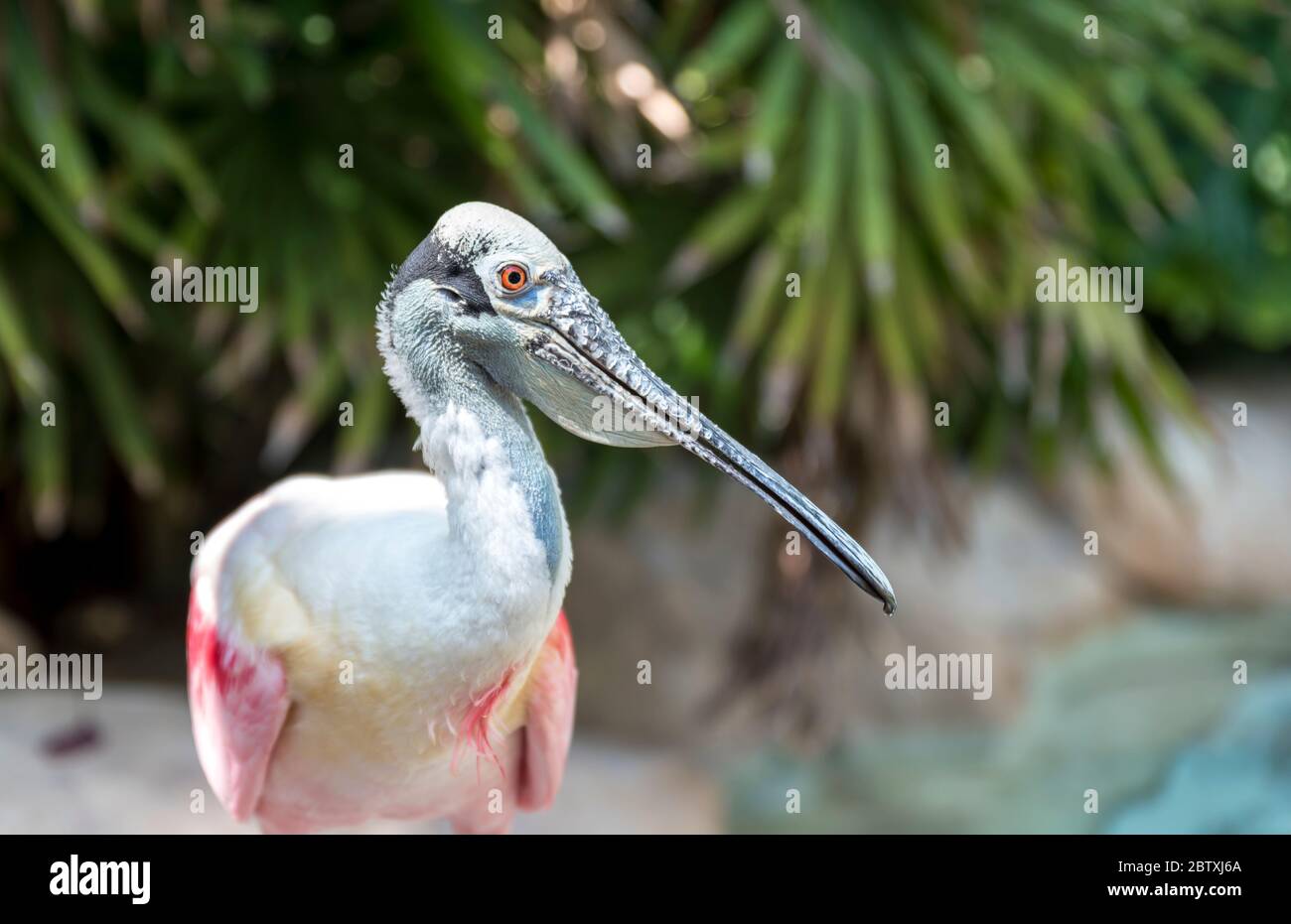 Close up of a colourful, tropical, Roseate Spoonbill Stock Photo