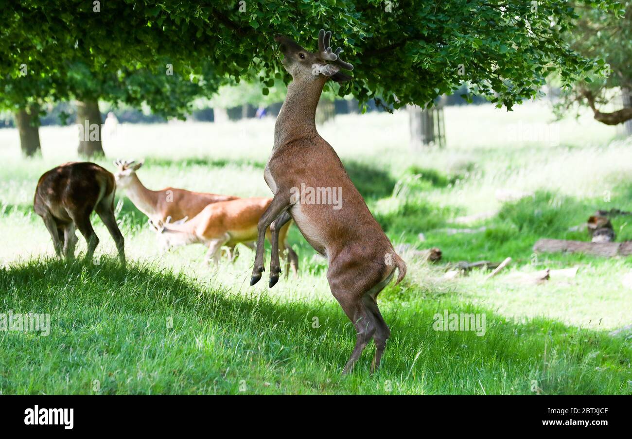 Deer on hind legs hires stock photography and images Alamy