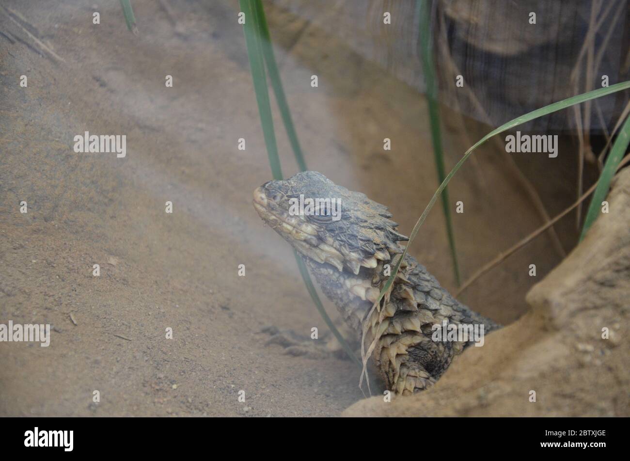 Sungazer, giant girdled lizard or giant dragon lizard or giant zonure (Smaug giganteus, syn. Cordylus giganteus) Stock Photo