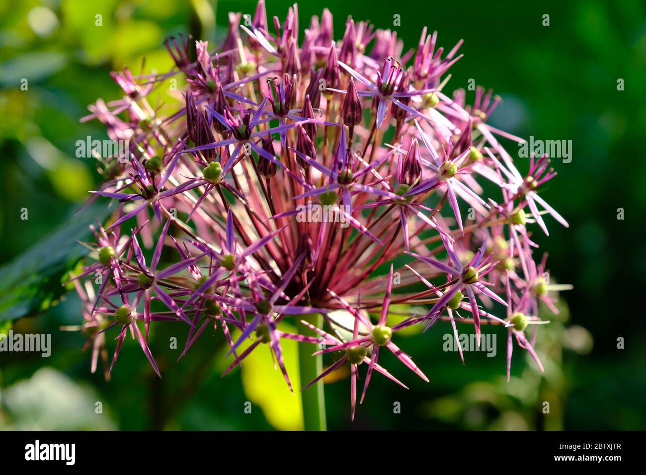 Allium, Ornamental Flower, Macro, Herbaceous, Cultivation, Globe, Sessile Leaves, Perennials, Amaryllidaceae, Alloideae, Country Garden, Cheshire. Stock Photo