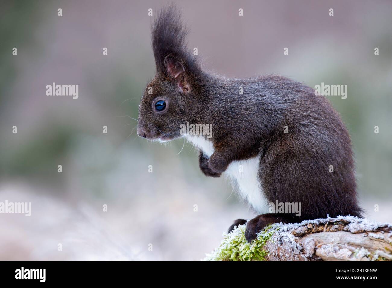 Root Squirrel Eurasian red squirrel (Sciurus vulgaris) sits curiously on a root ...