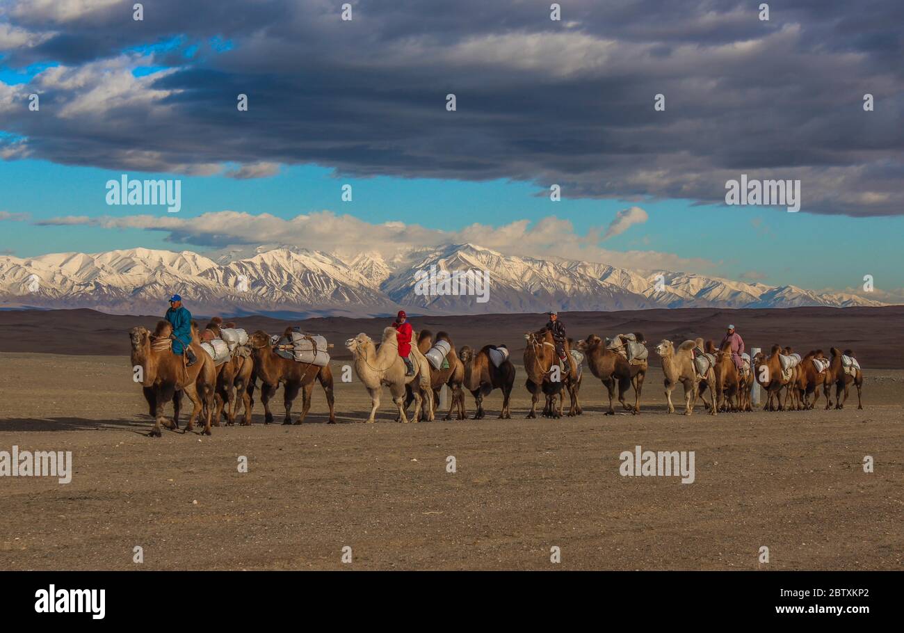 Mongolian nomads riding on camels through steppe hi-res stock ...