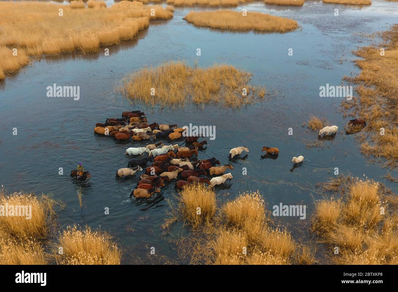 Herd of horses running through the water, Char Us Lake, Chowd-Aimag, Mongolia Stock Photo