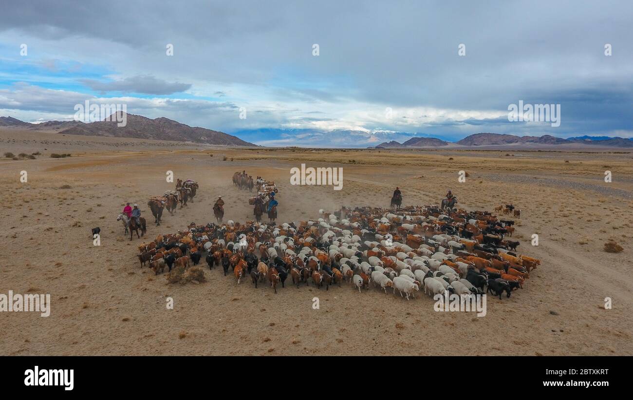 Mongolian nomads roaming the steppe with a flock of sheep, Khovd ...