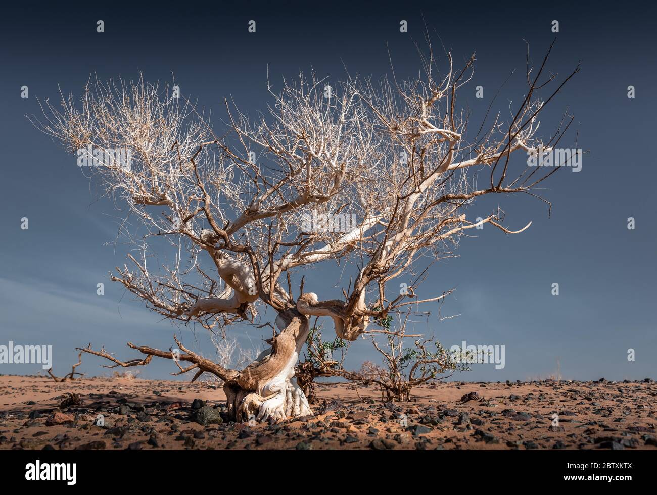 Dry saxaul (haloxylon ammodendron) shrub, bizarrely shaped, Gobi Desert, Umnugobi Province, Mongolia Stock Photo