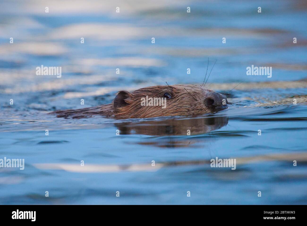 European beaver castor fiber wildlife in donau river hi-res stock ...