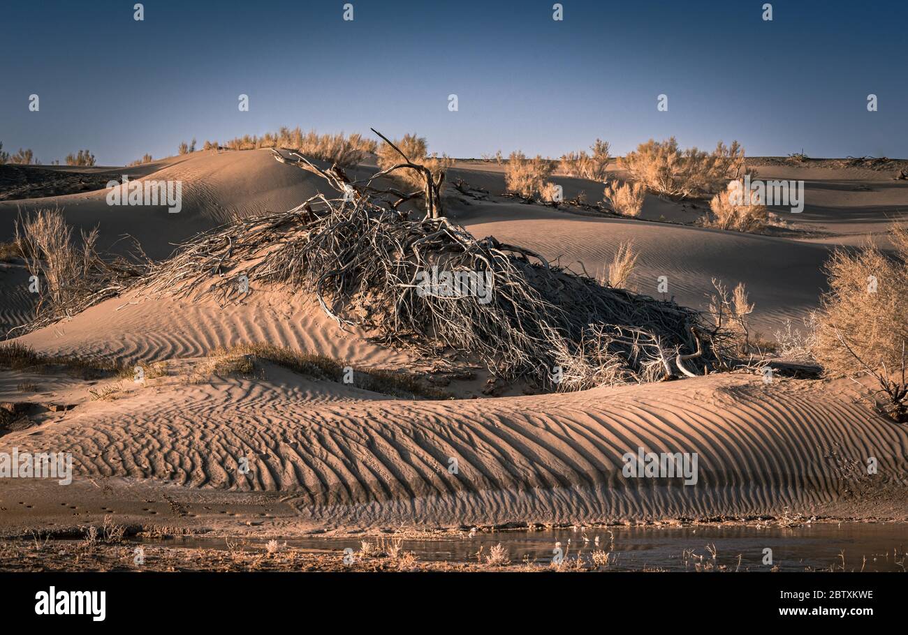 Sand dune with dried up saxaul (haloxylon ammodendron), shrubs, Gobi Desert, Umnugobi Province, Mongolia Stock Photo