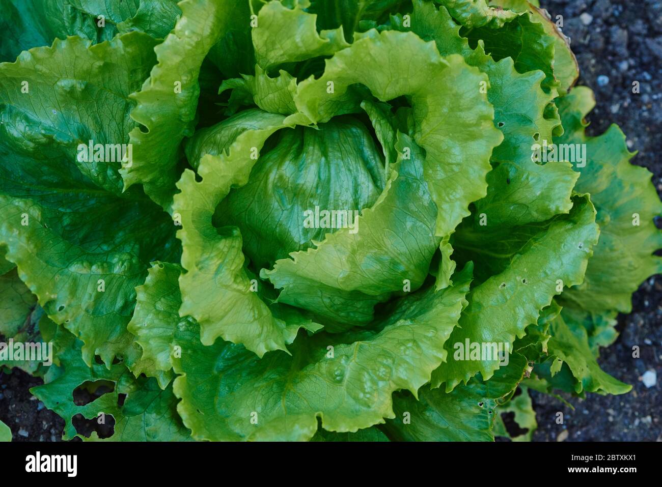 Iceberg lettuce (Lactuca sativa var. capitata nidus tenerimma) in a garden, Upper Palatinate, Bavaria, Germany, Europe Stock Photo