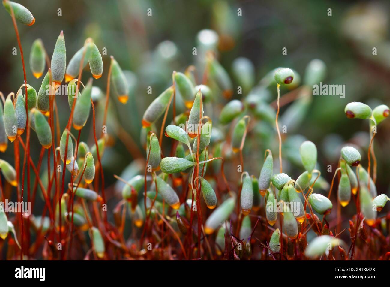 Common cord-moss (Funaria hygrometrica), Germany Stock Photo