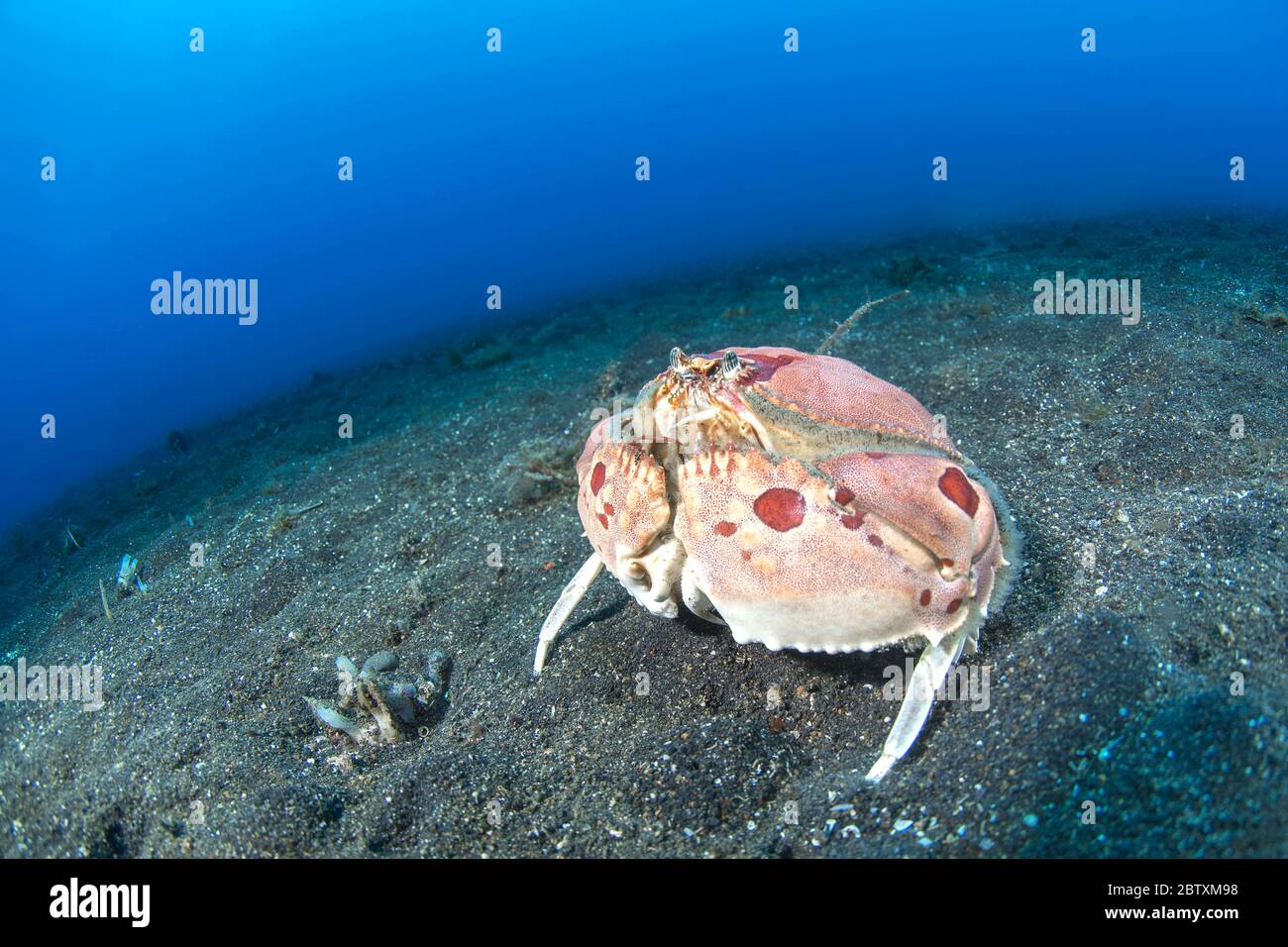 Spotted box crab (Calappa philargius), Lembeh Street, Indonesia Stock Photo