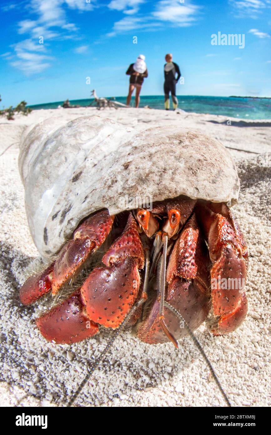 Strawberry hermit crab (Coenobita perlatus) on the beach, Jardines de la Reina National Park, Cuba Stock Photo