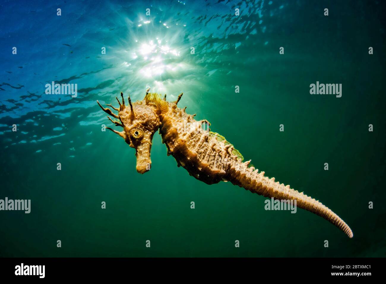 Long-snouted seahorse (Hippocampus guttulatus) swims in the lagoon of Thau, Bouzigues, Herault, France Stock Photo