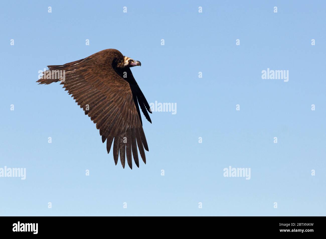 Black vulture with the first light of the morning, Aegypius monachus Stock Photo