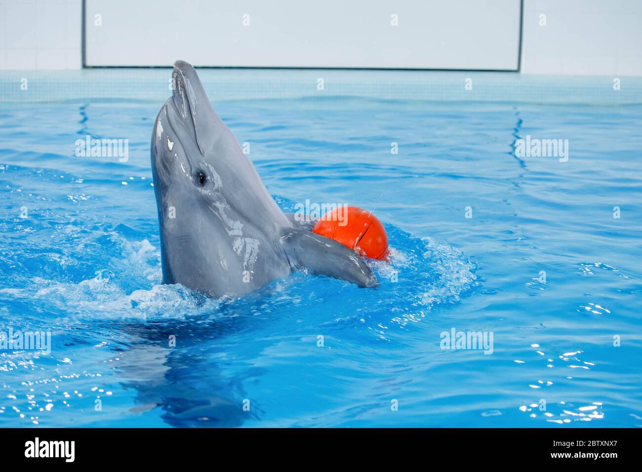 dolphin naked girl hoop
