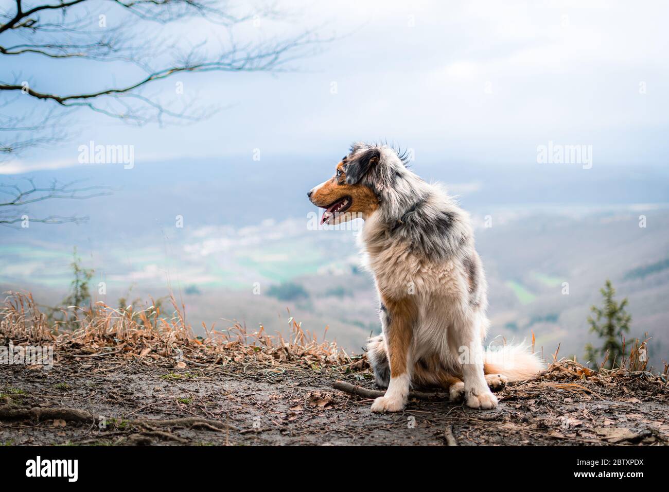 Dog australian shepherd blue merle sitting on german inner border