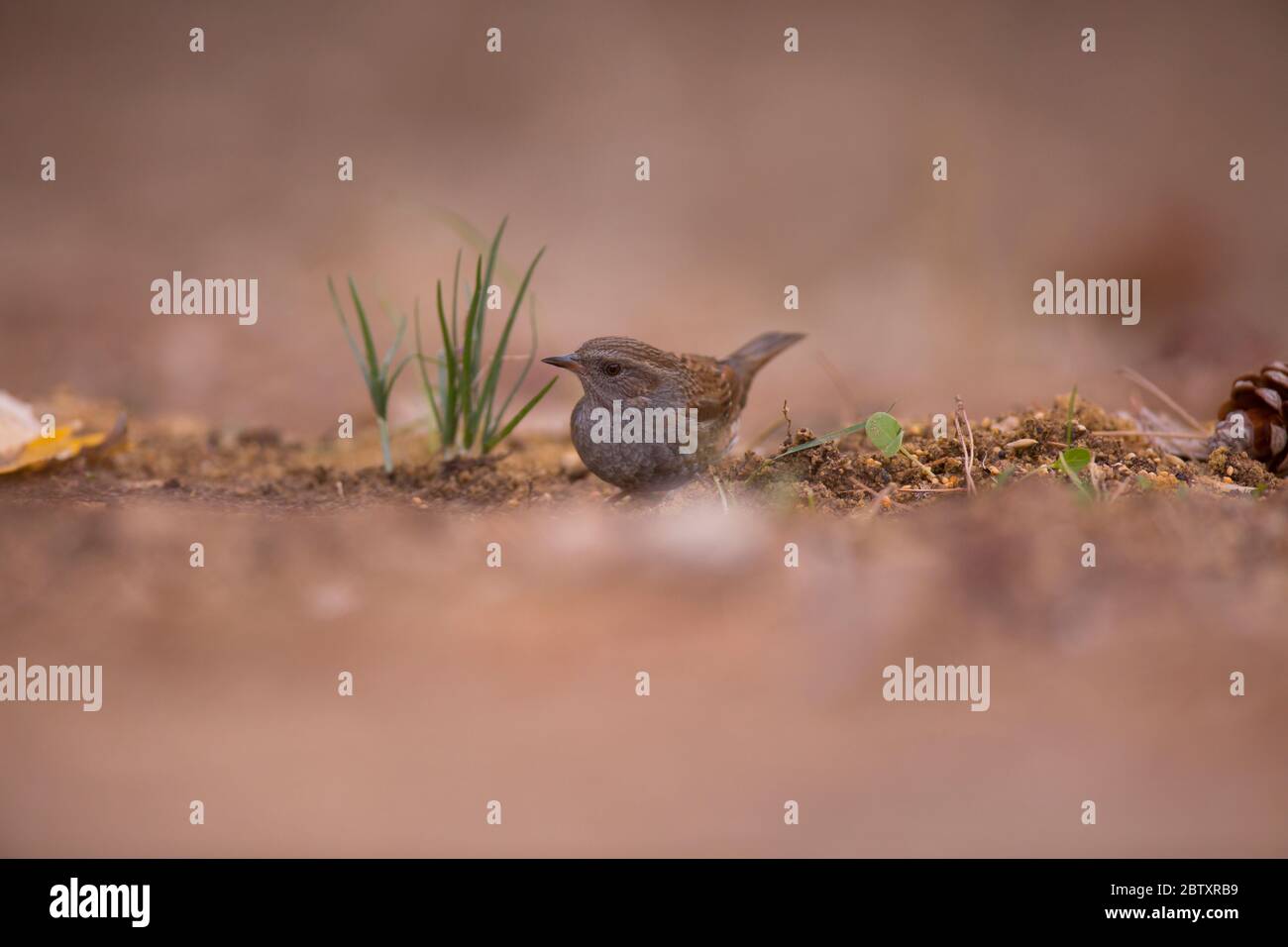 The alpine accentor (Prunella collaris) is a small passerine bird in the family Prunellidae. Photographed at the Ein Afek nature reserve, Israel Stock Photo